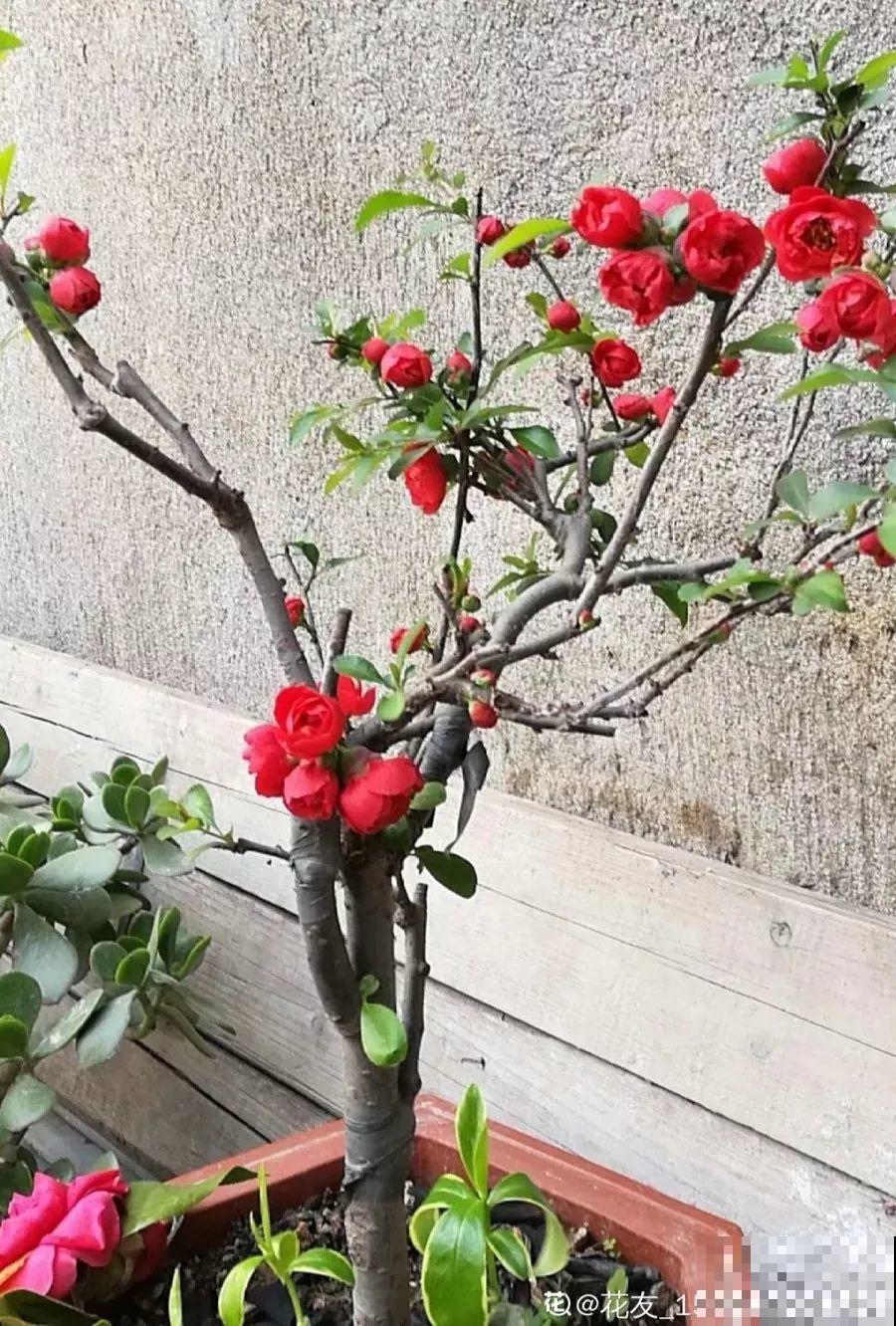 这6种花，先别往屋里搬，外面冻俩月，花开才更旺！