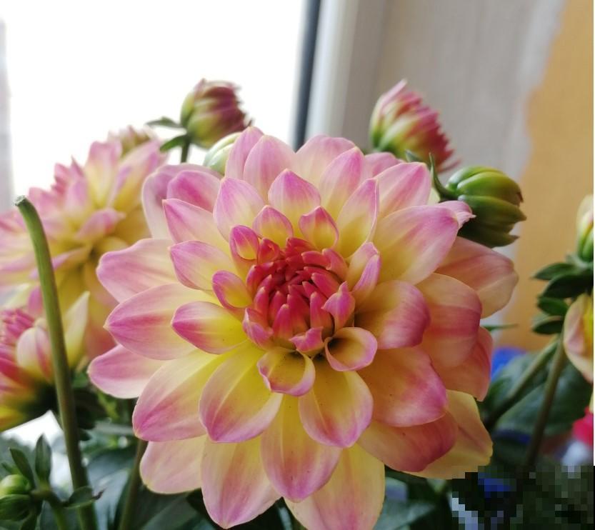 3种大型花，养在室内，漂亮又好看！