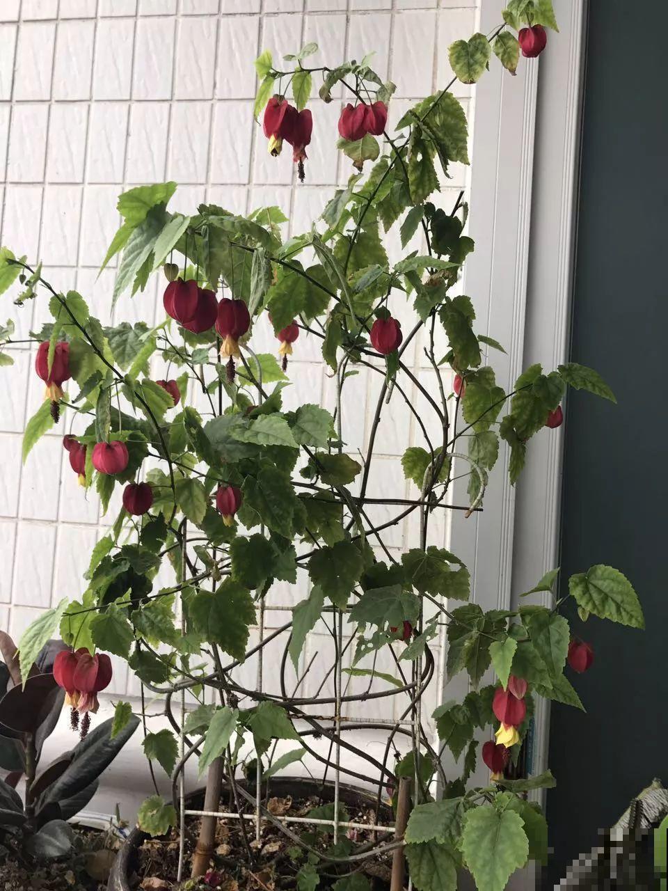 这花连开10个月，老妈非说是假花，幸好没拔！