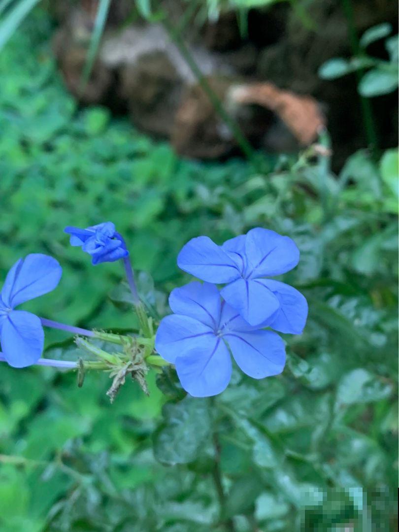 这几种花，阳光不够千万不要养，早晚会养死