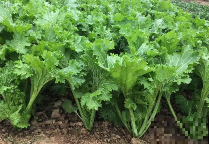 你种过专门包饺子的菜吗？这个新品种鲜有人知，30天收获还零虫害