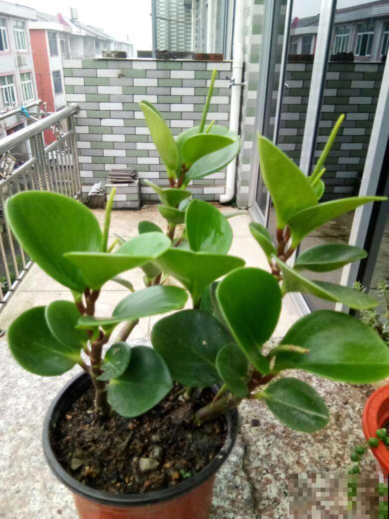 豆瓣绿养着养着变成豆瓣黄，就是这原因在作怪，再不避免就晚了！