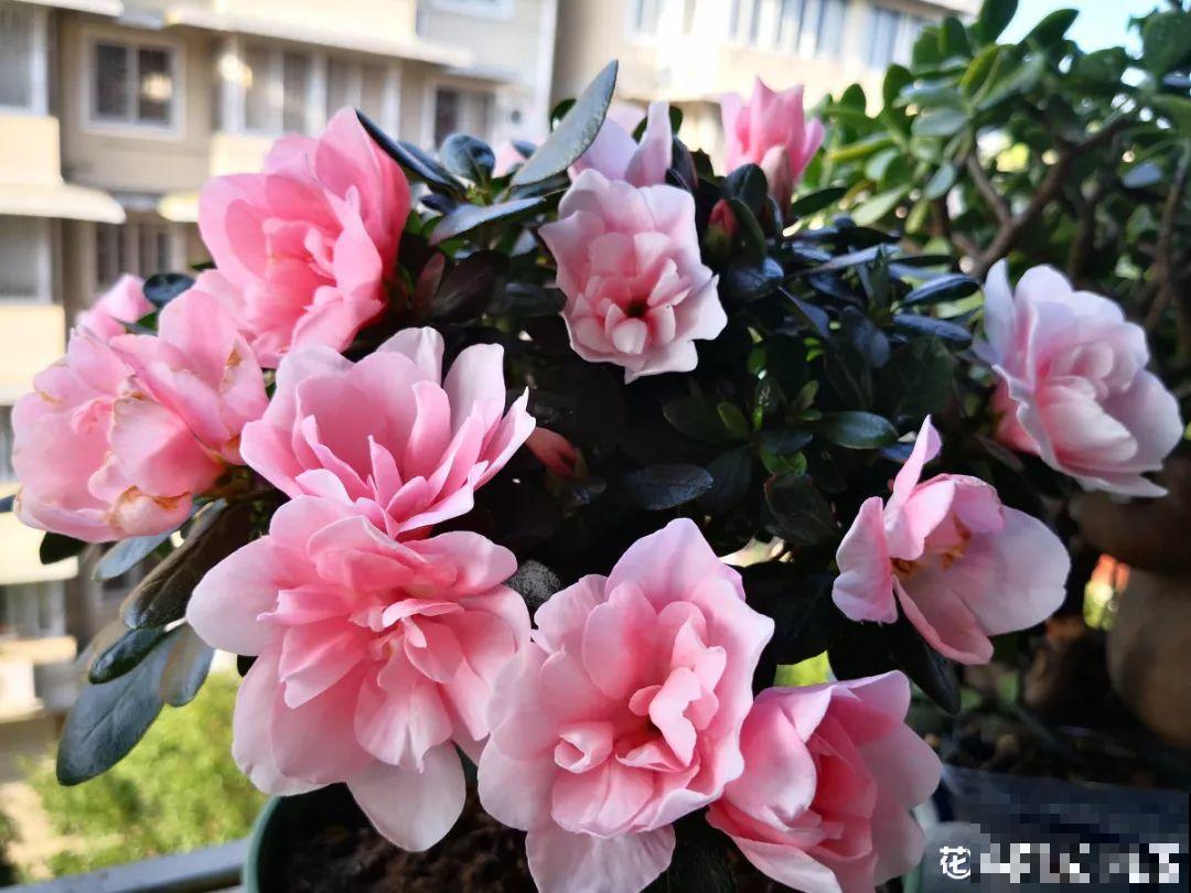 杜鹃买回来没两天，叶子哗哗往下掉？都是它惹的祸！