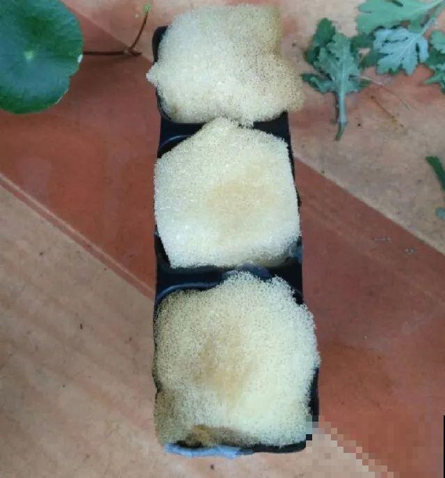 这花就得虐着养，套个袋子捂一捂，揭开立马冒花苞！