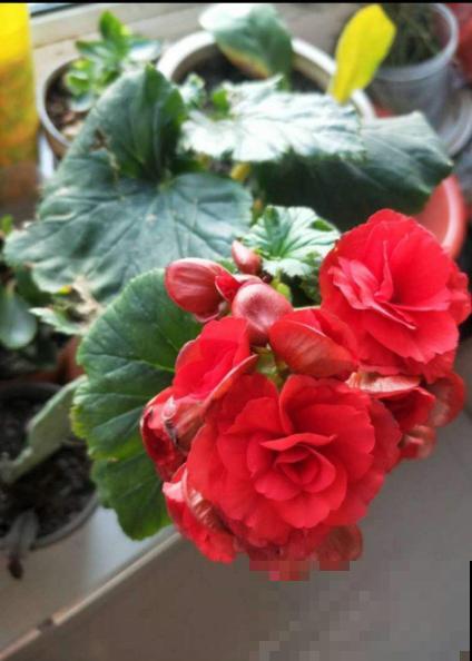 12月也想赏花，这种冬花植物赶紧养一盆，陪你度过五彩斑斓的冬
