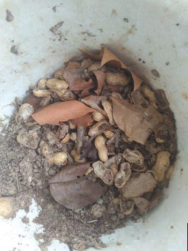 家里这些不值钱的东西不要扔，放花盆里，盆土更肥沃