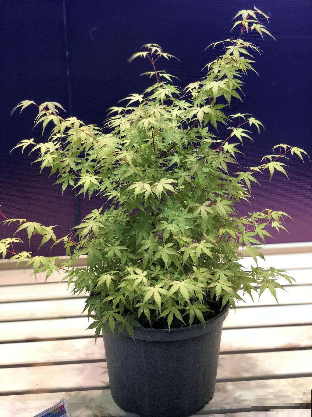 秋冬养花有窍门，注意这几点，养出来的花惊喜多多