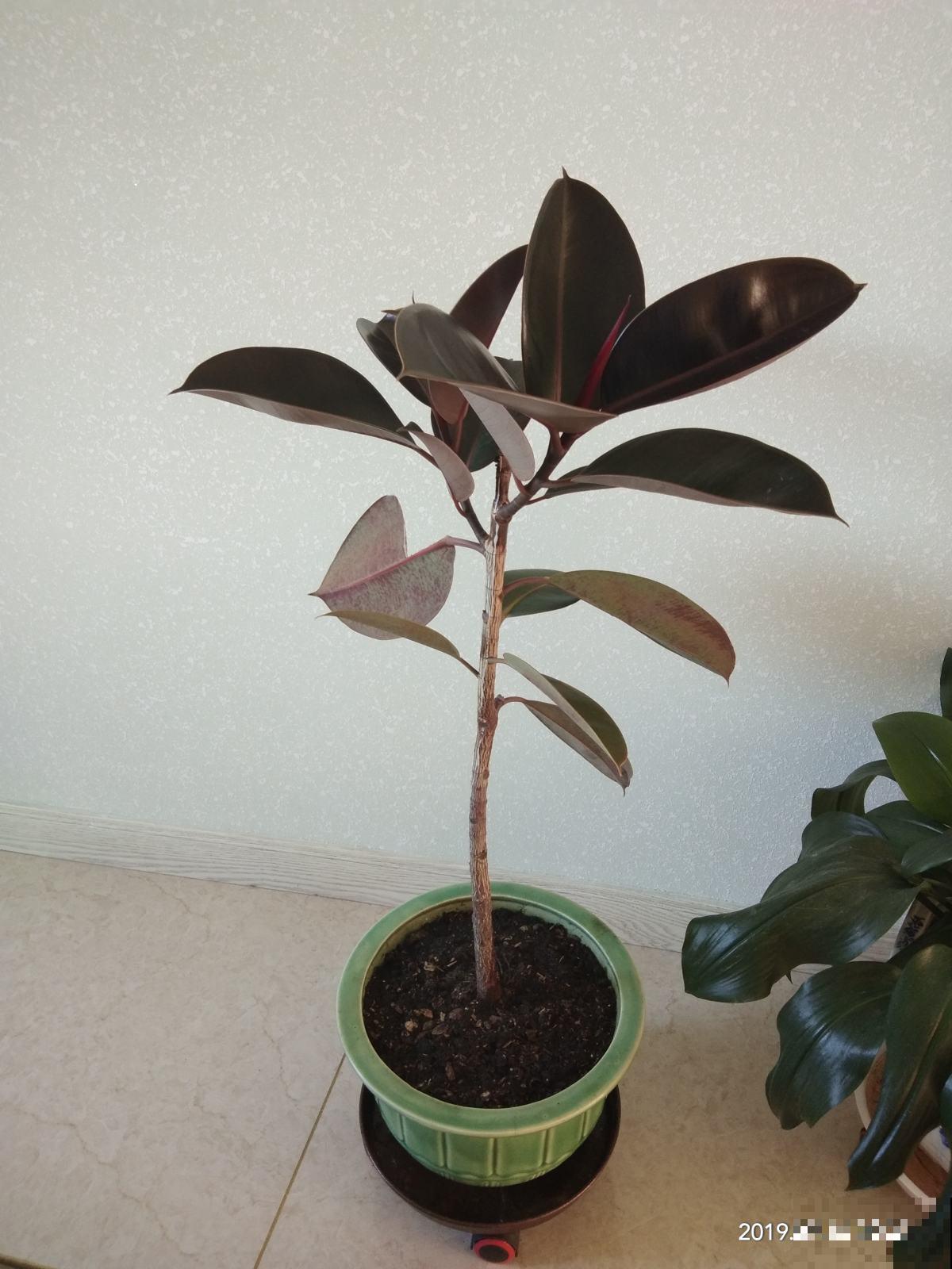 及时给橡皮树换盆，植株生长旺盛，常年不黄叶