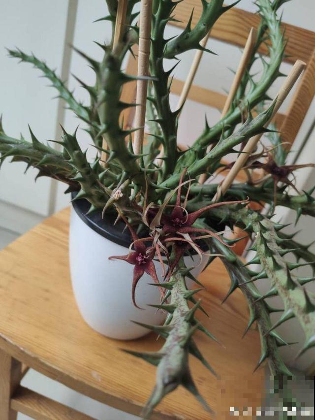 家里养了这花，满屋子都是臭味，真想连盆都给扔掉！