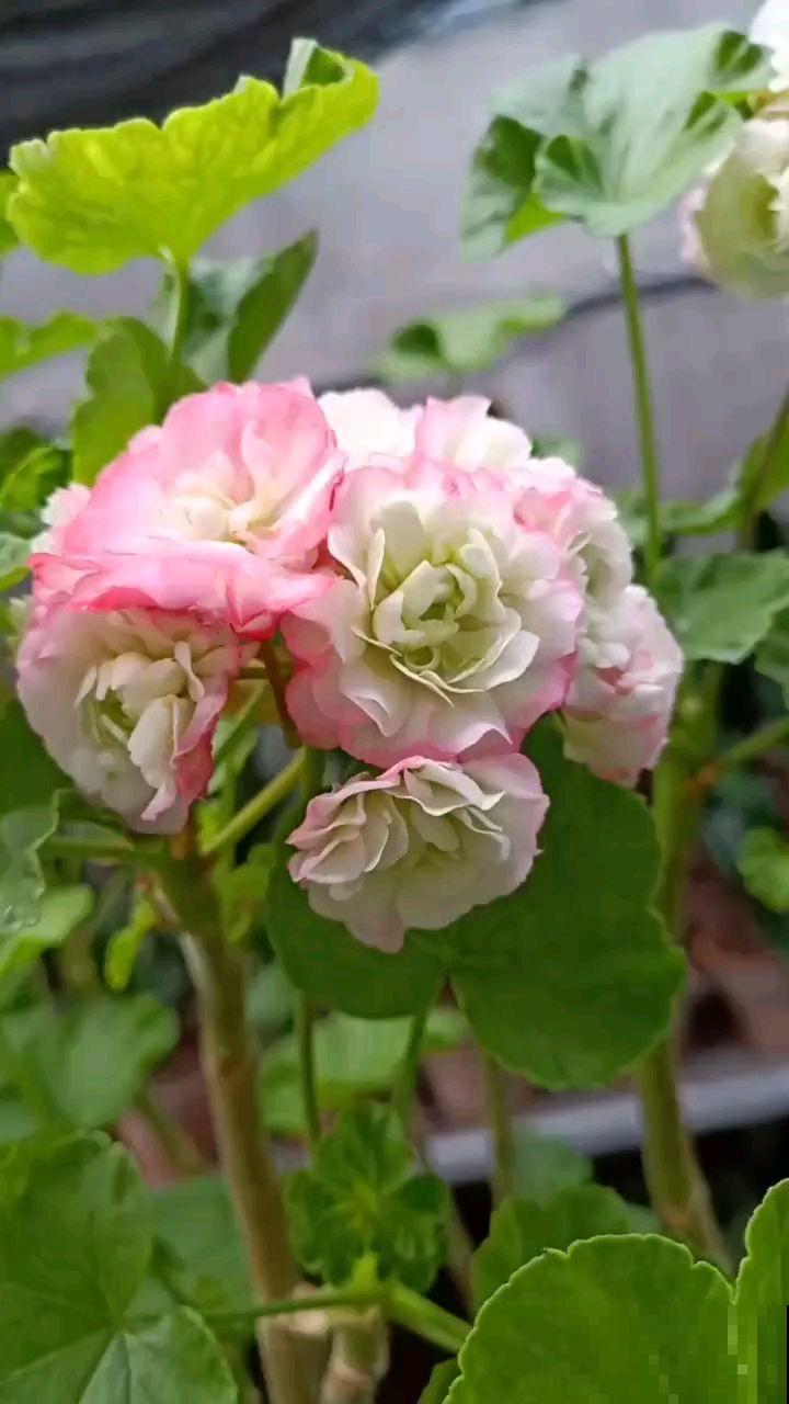 3种花适合在冬天养，天冷照样开花，养在室内太好看了