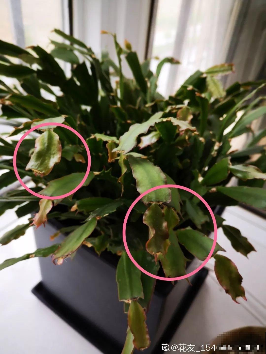 这3种花别养老桩，越老越不开花，剪一剪才能窜新芽！