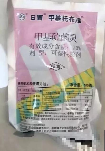爱上多肉8年，她付出了所有，数量多到可以摆满整个天台！