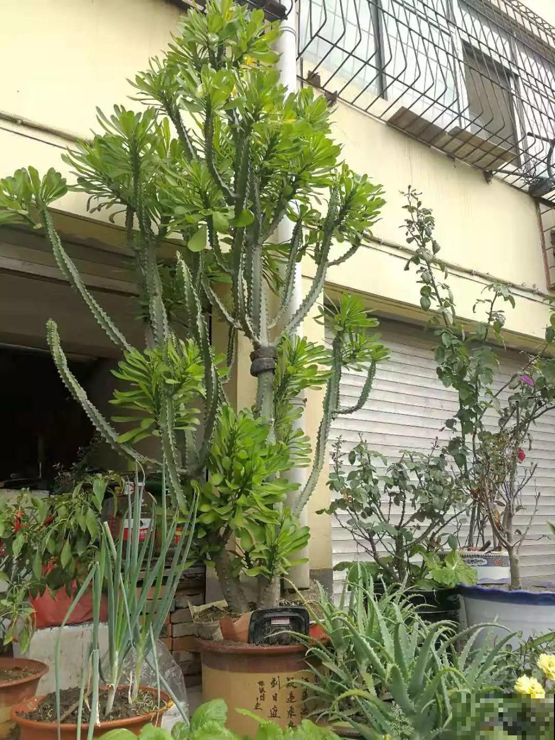 这8种花，养养就成巨无霸，3个大汉都搬不动！