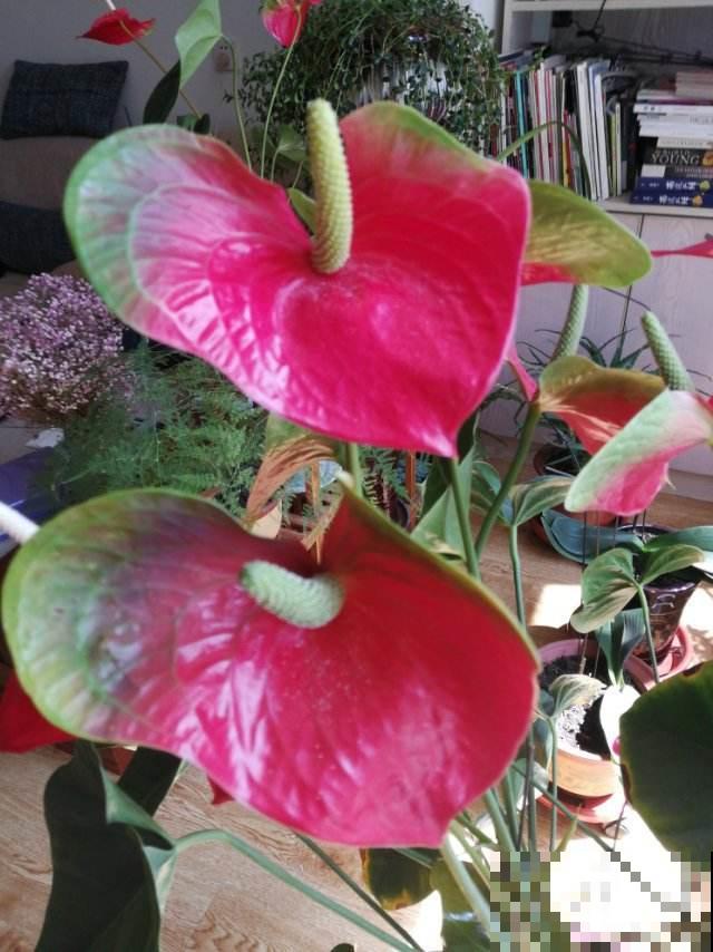精心养护的红掌，结果养着养着就褪色，难道买到假花？