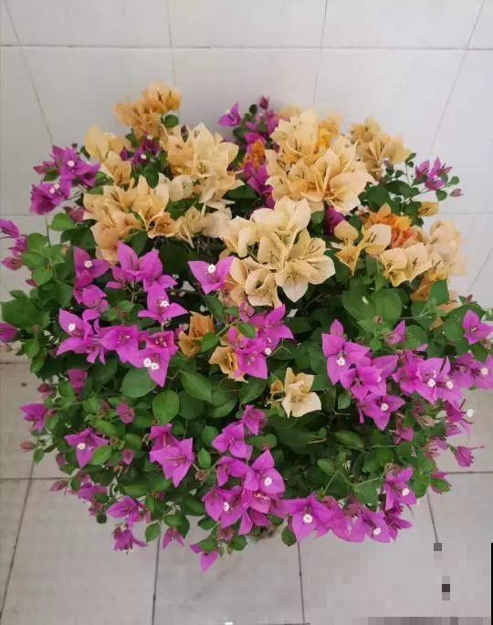 8种花，沾土就活，特有成就感，养一次就上瘾！