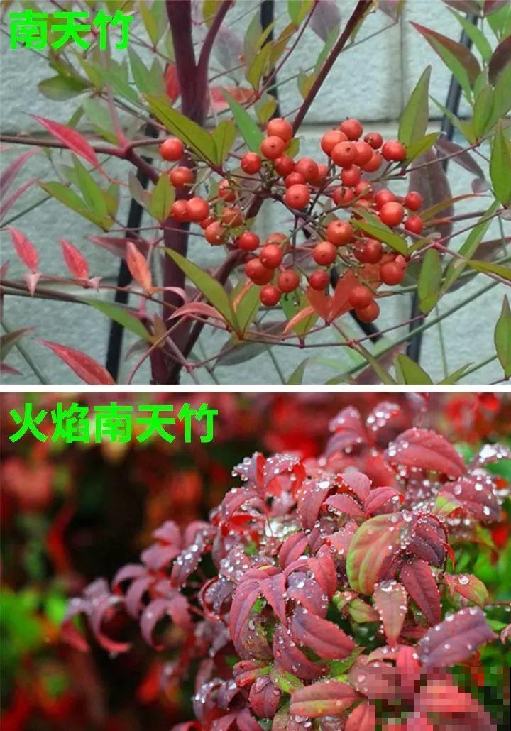 这花养在家里暖洋洋的，不怕冷不怕热，超省心！