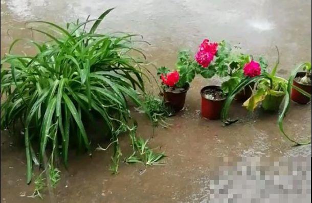花盆里出现这东西，预示着好换盆了，不然一浇水就烂根！
