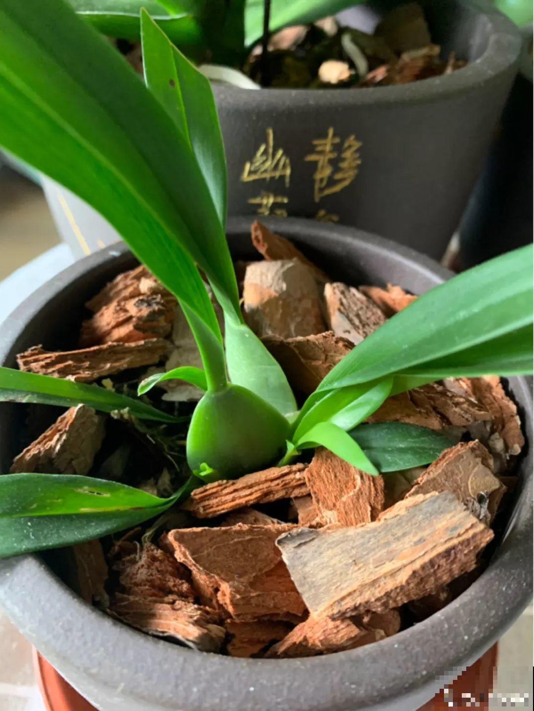 4种花不能用土养，一浇水就烂根，后悔都来不及！