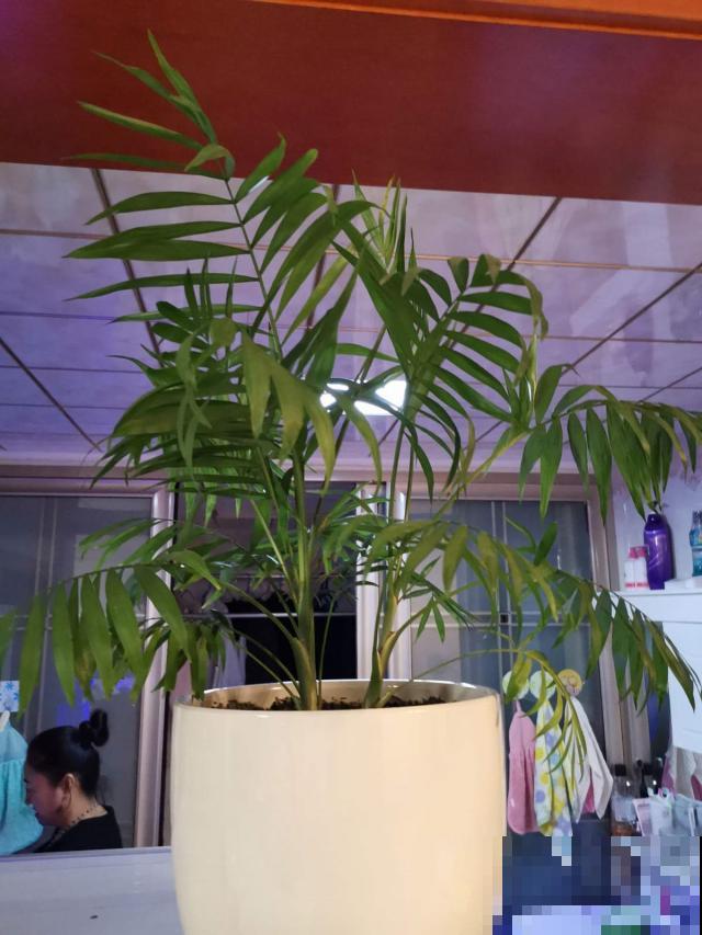 这几种植物越小越可爱，冬天放茶几上就能养，晒晒太阳长势倍棒