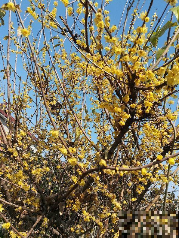 这花很好养，半月施1次肥，花期长达半年