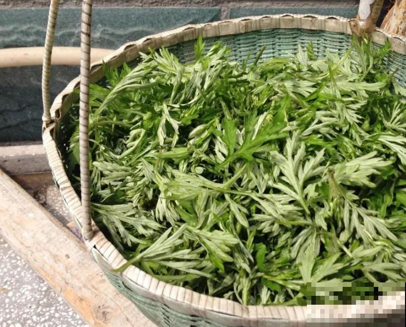 农村都拿艾草当宝，原来还有这3种效果，现在才知道也不迟！