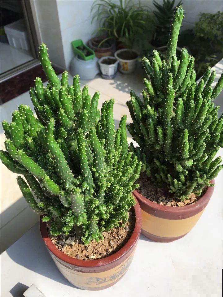 养这4种多肉才过瘾，半年长成守家树，剪一剪就是高价盆景！