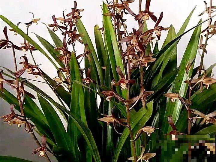 这花公认难养，冬天放外面冻20天，立马开花！
