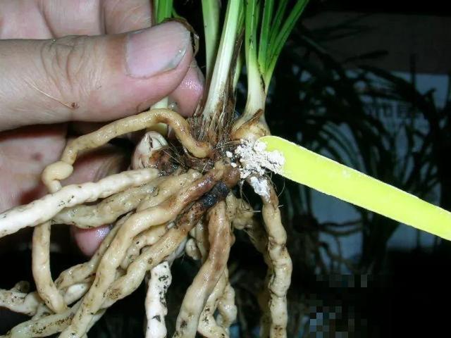 8种花秋冬要穷养，水一多就烂根，再不救只剩空盆！