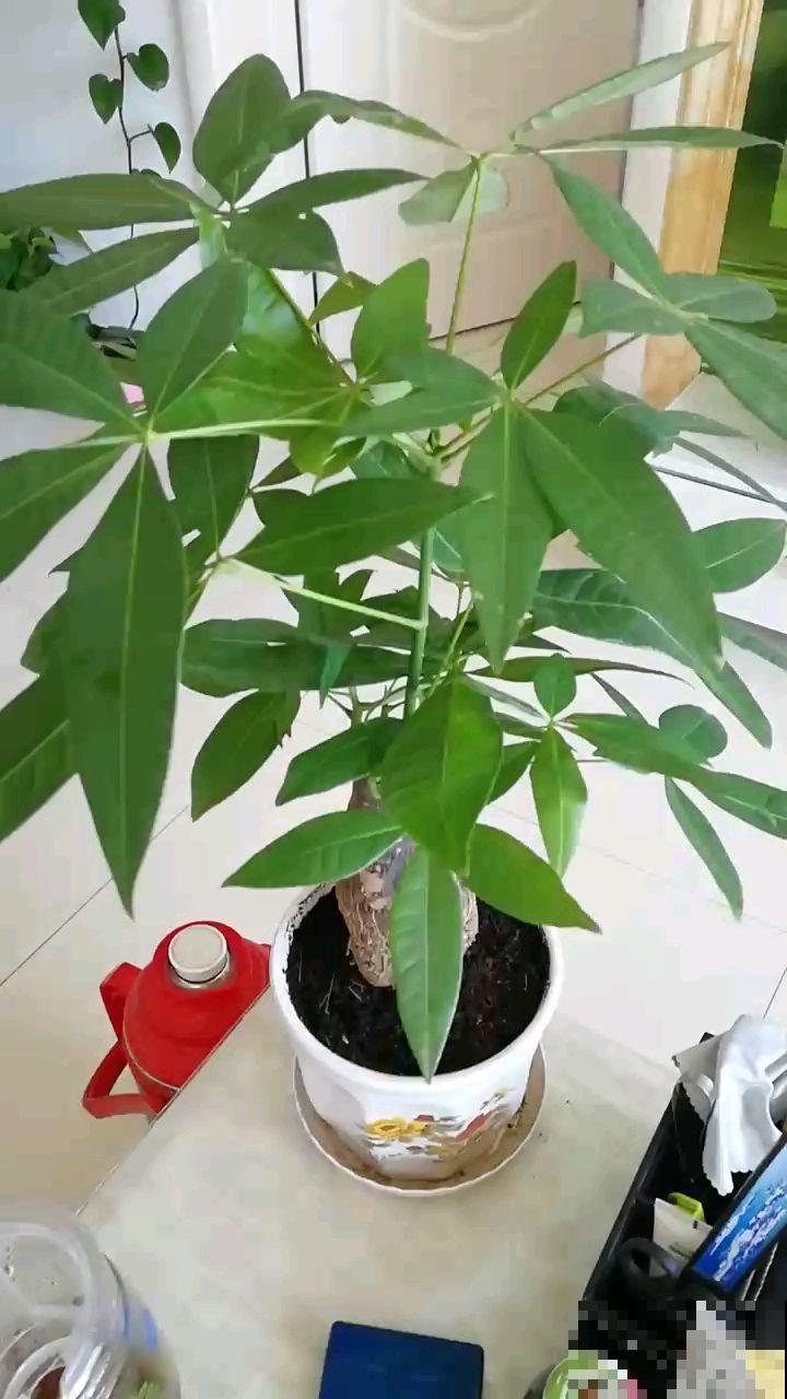 冬天叶子总是出问题，从这方面救治，不用担心冻害