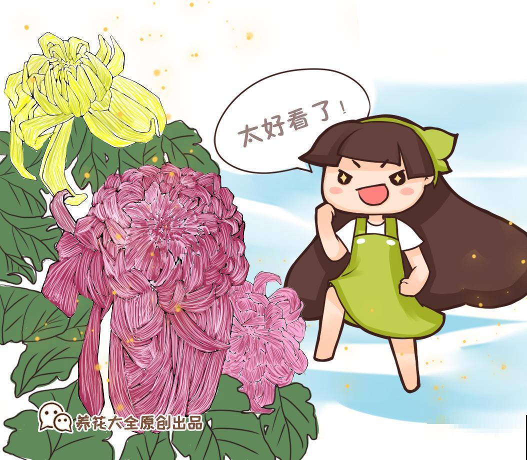 农村人喜欢养的3种花，成本低开花易，绿叶闪亮像冒油
