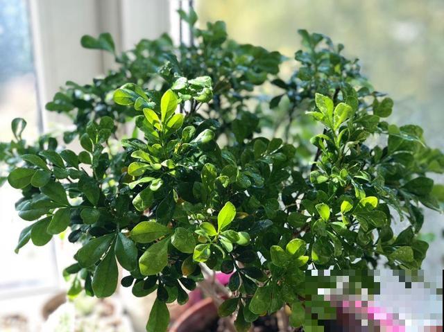 8种花秋冬要穷养，水一多就烂根，再不救只剩空盆！