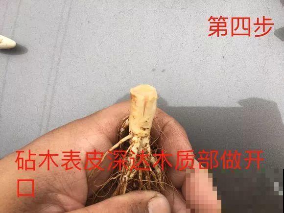 10块钱的月季，他养两年，转眼价格翻了几十倍！