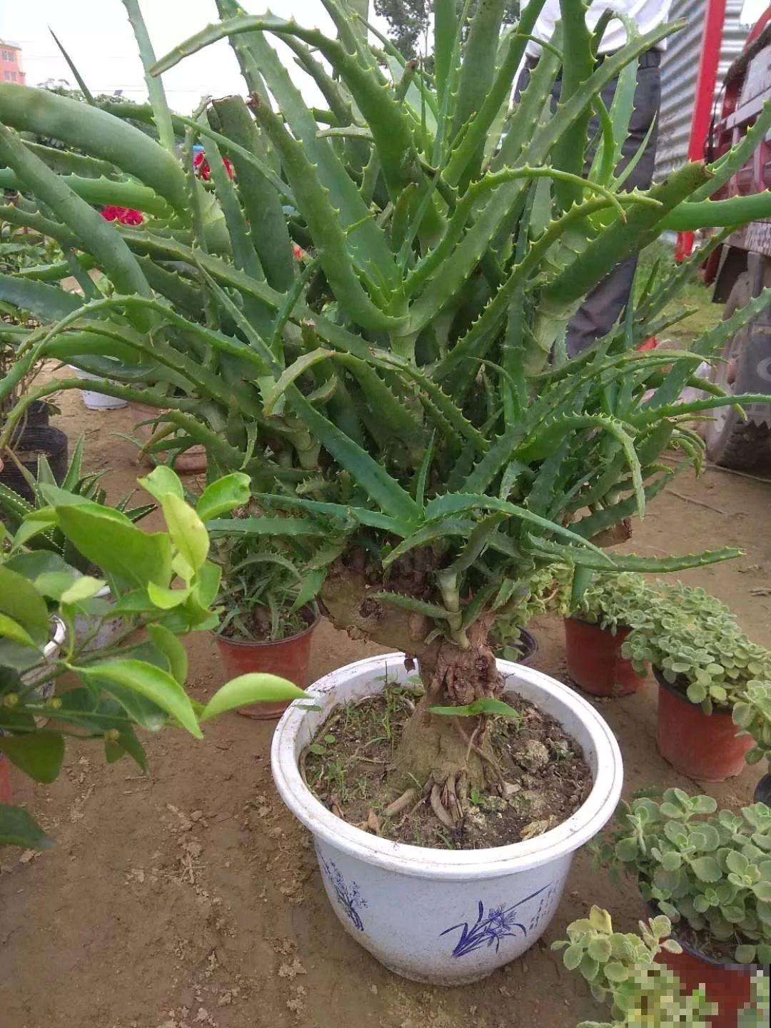 这4种花在他们手里，个个长成巨无霸，到底喂了啥好东西！