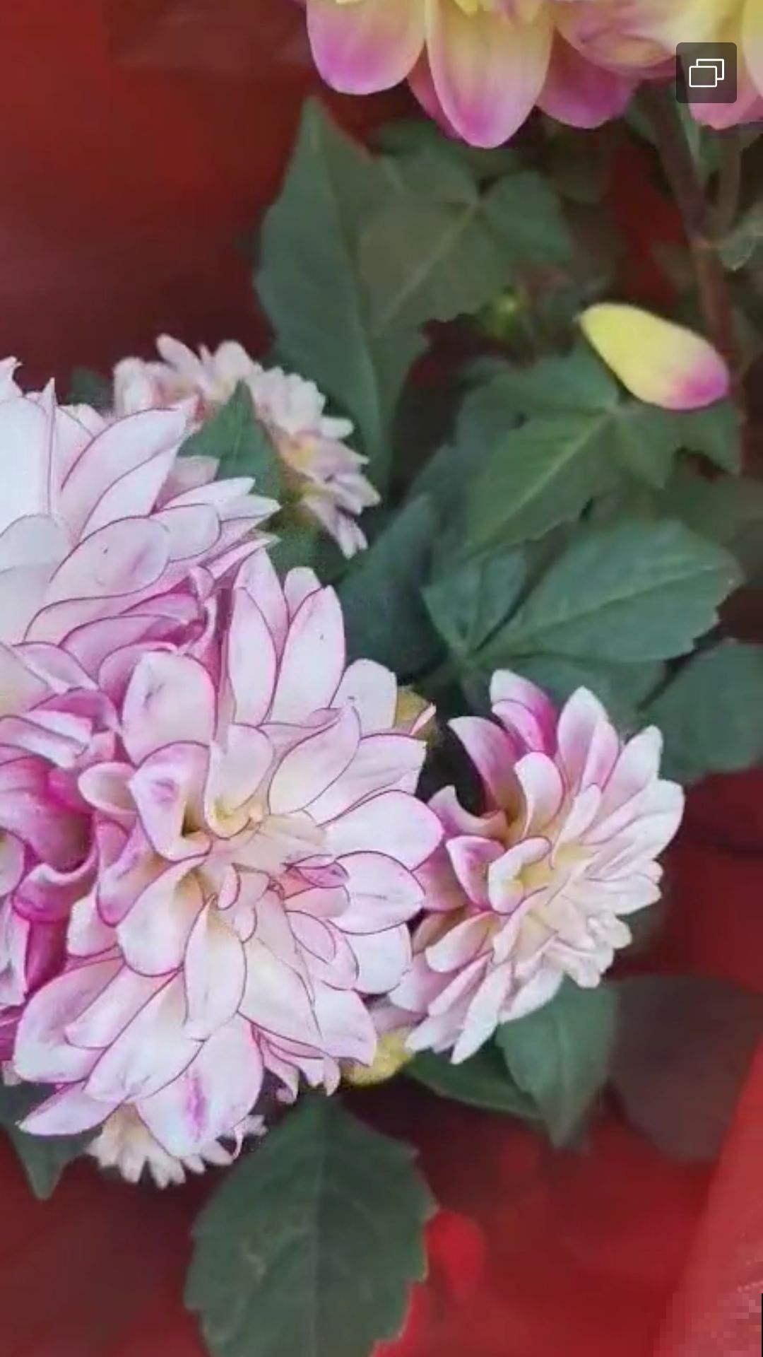 这花太叛逆了，越冷开得越带劲，五颜六色迷了眼睛！