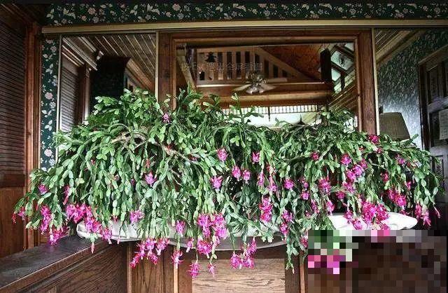 这8种花，养养就成巨无霸，3个大汉都搬不动！