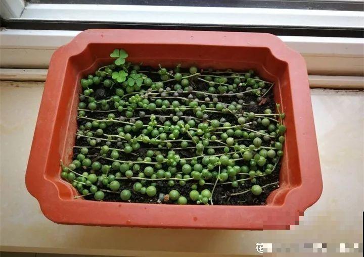 家里有这3种花还买啥，剪根枝条剁8段，沾土3天就发芽！