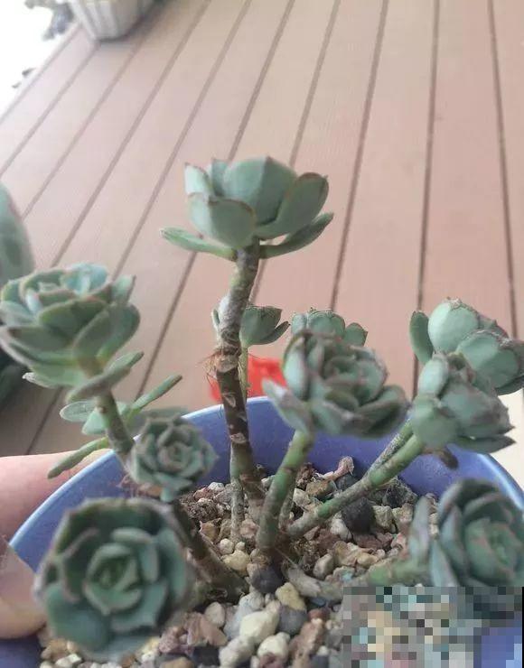 爱上多肉8年，她付出了所有，数量多到可以摆满整个天台！