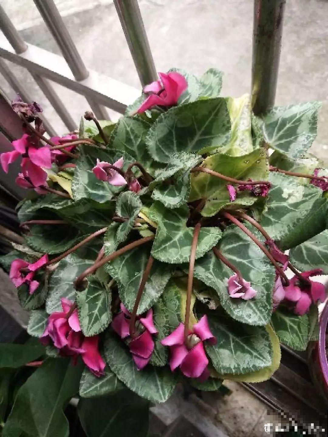 这4种花冬天别折腾，枝条剪错了，小心来年不开花！