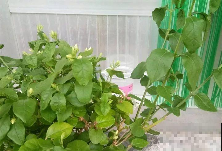 30种花冬天浇水技巧，根不烂，来年春天猛蹿新叶！