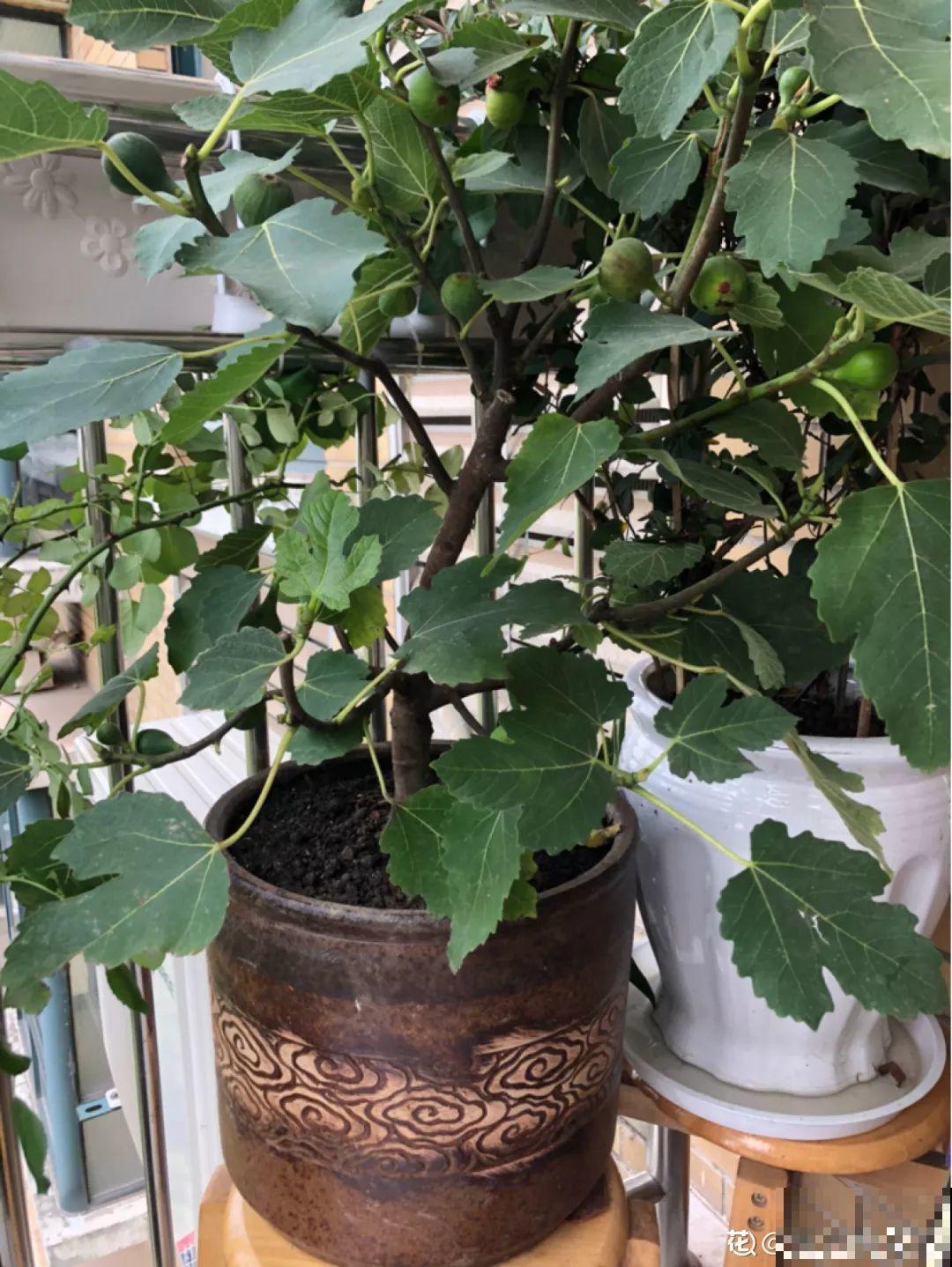 4种花，别着急往屋里搬，放外面冻20天，明年开花才旺！