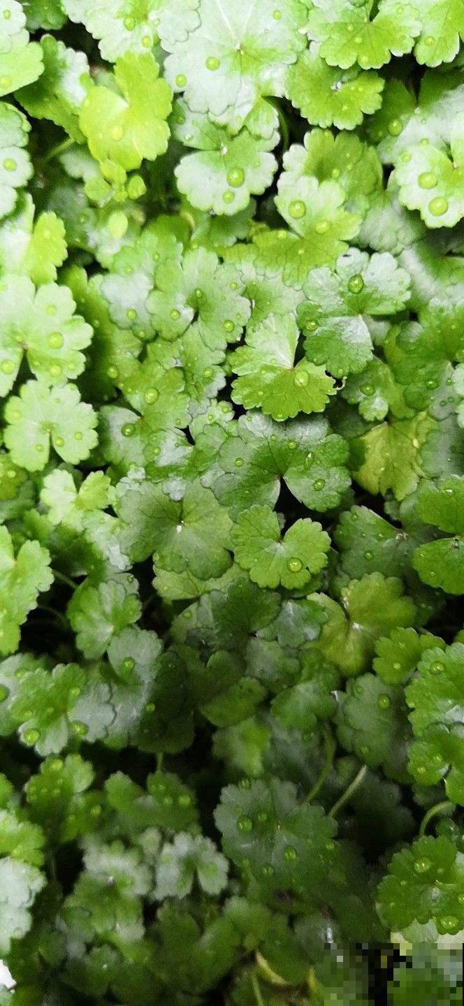 你家兰花总是养不好，可能就是缺了这种护盆草，抗旱还抗寒！