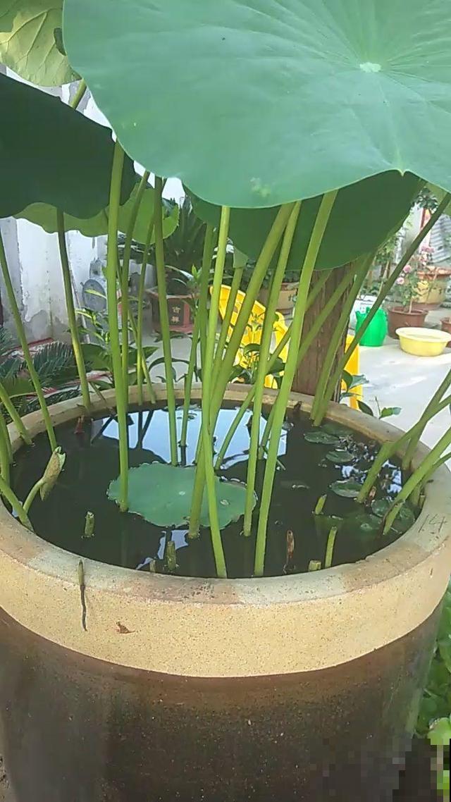 找个塑料盆，再去挖点泥，阳台就能种藕
