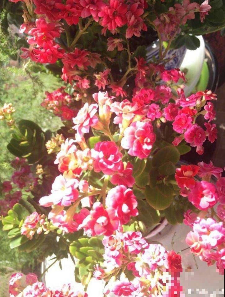长寿花这么养，开成一个花球，一年到头叶子绿油油！