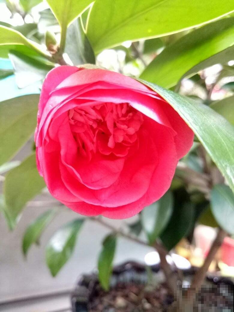 这花娇艳欲滴，天冷就要注意入室，小心落花