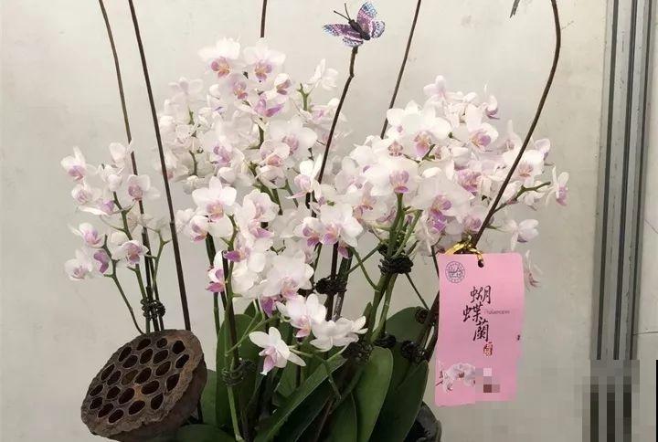 30种花冬天浇水技巧，根不烂，来年春天猛蹿新叶！