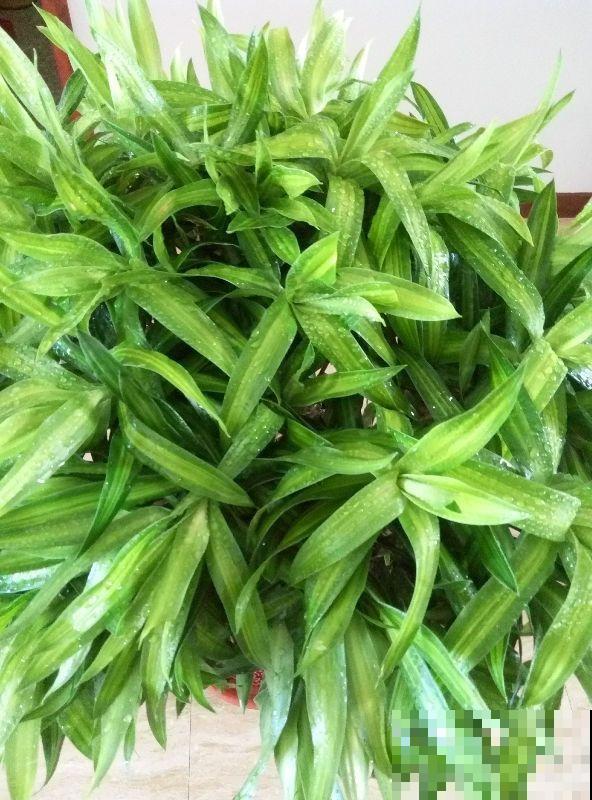 卫生间里养盆它，耐阴又杀菌，弱光也能长爆盆！