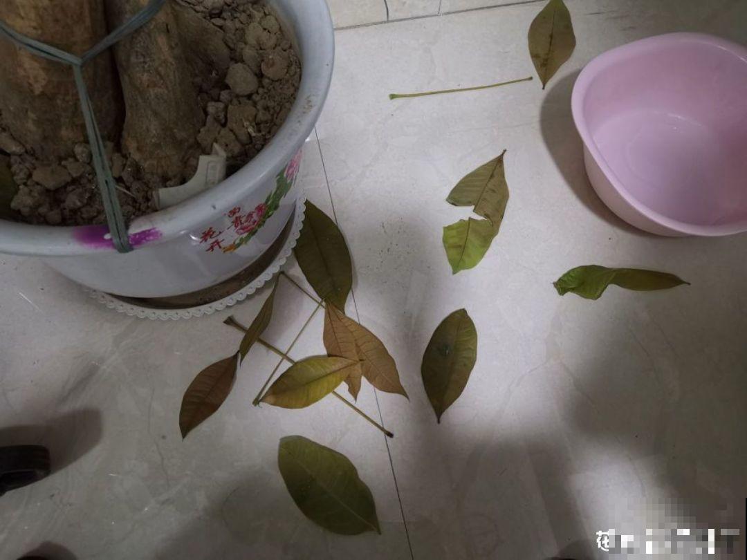 秋冬养花，这种水就别再浇了，不然叶子发黄还哗哗掉！