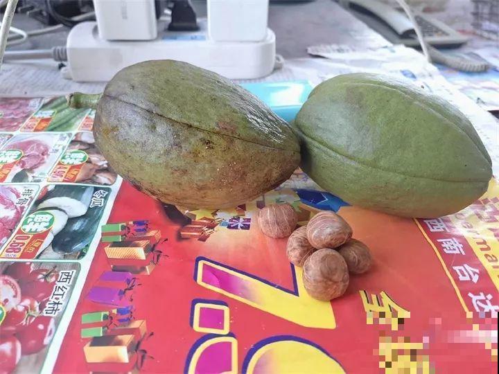 路上碰见这种子，捡回家栽起来，明年发财树不用买！