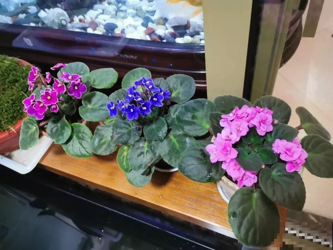 耐阴花就选它，占地小开花多，摆在家里很精致！