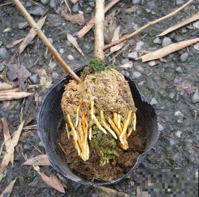 秋天懒得浇水，盆面铺层这玩意，俩月不用管也能蹭蹭长！